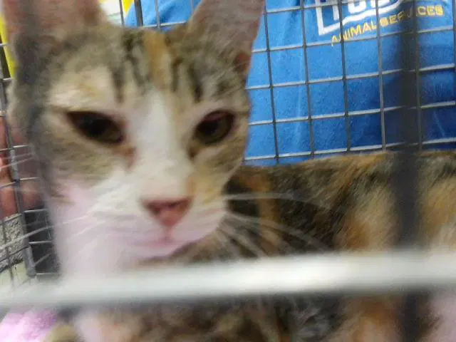 Zinna - Domestic Short Hair