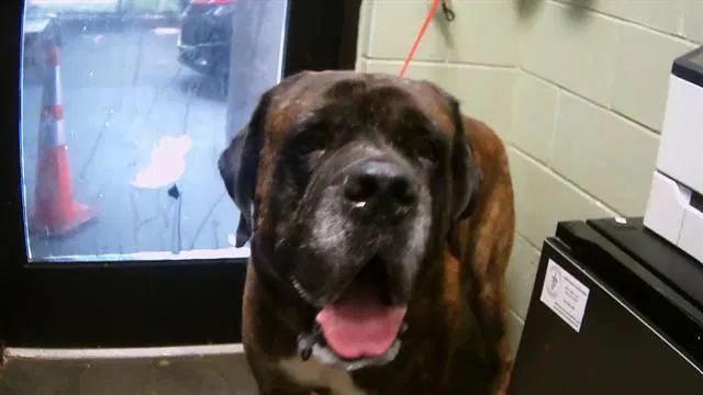 Dante - Mastiff