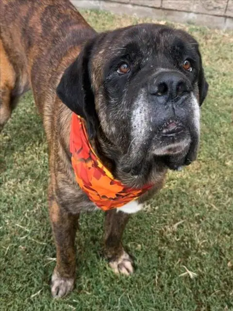 Dante - Mastiff