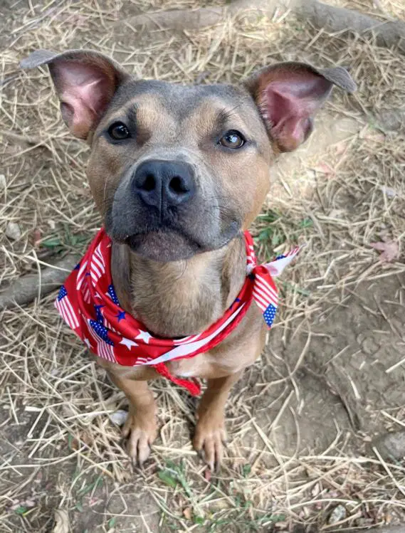 Asha Bean - Pit Bull Terrier