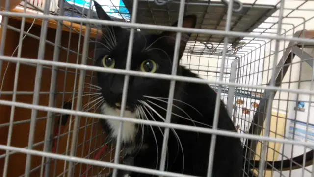 Mushroom - Domestic Medium Hair