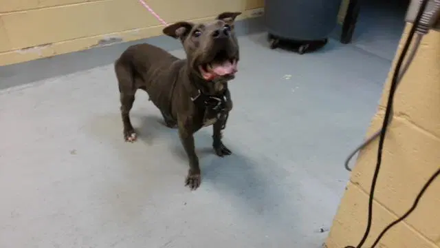 Angel Cake - Pit Bull Terrier