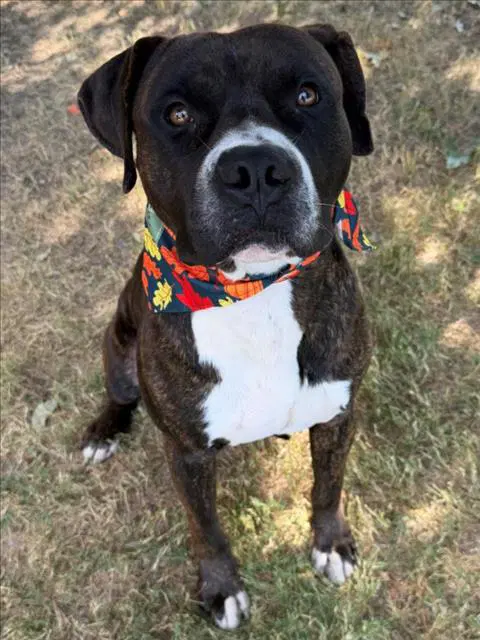 Cash - Pit Bull Terrier