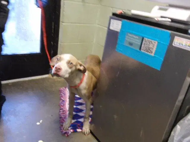 Oakley - Pit Bull Terrier