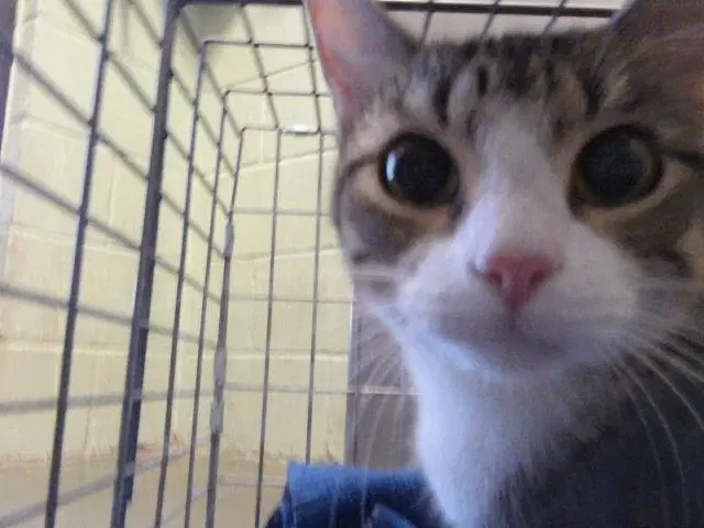 Clementine - Domestic Short Hair