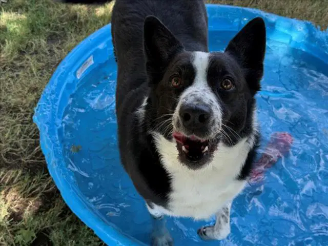 Snoopy - Australian Cattle Dog/Blue Heeler