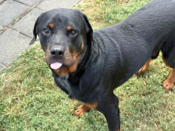 Max - Rottweiler