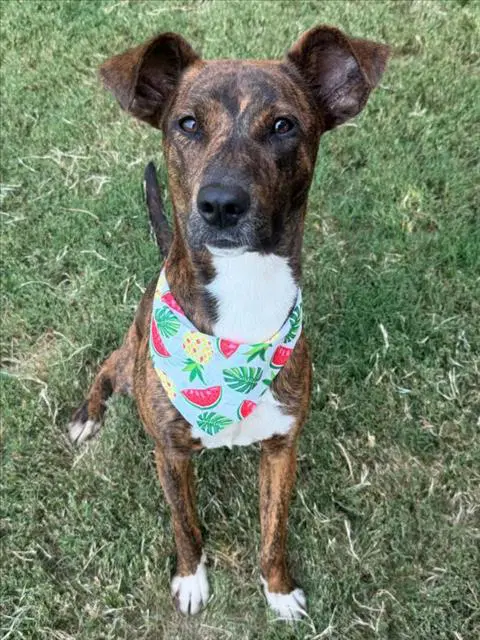 Pocah - Pit Bull Terrier