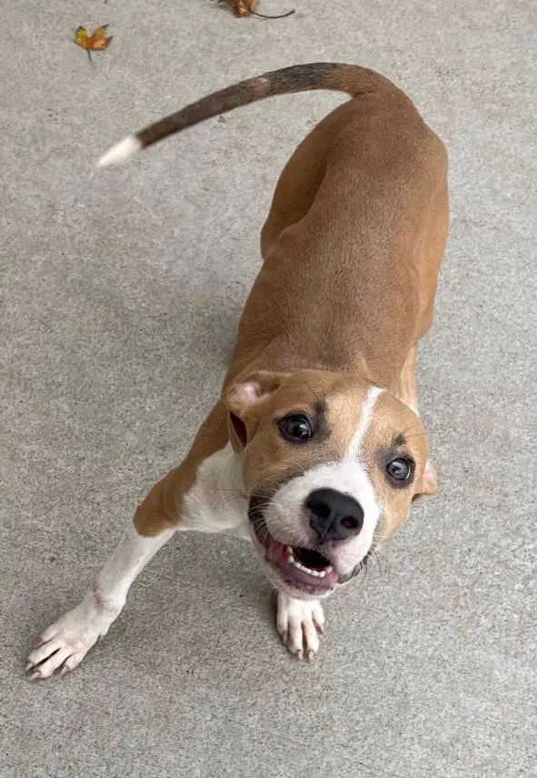 Franny - Pit Bull Terrier