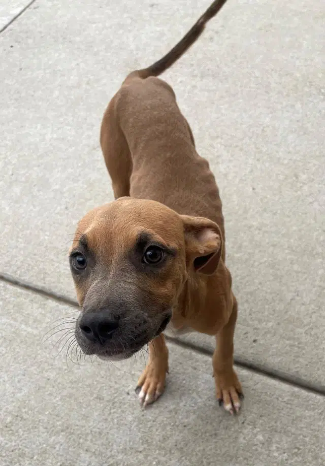 Josie - Pit Bull Terrier