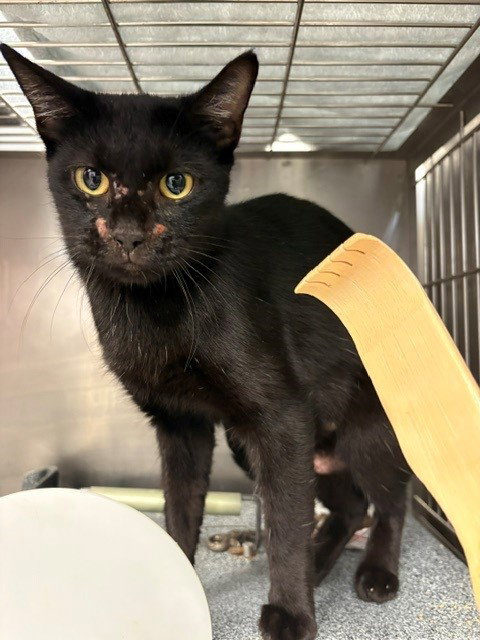 picture of the cat needing adoption