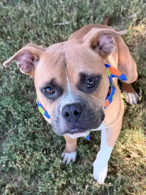 Chicken Strip - Boxer