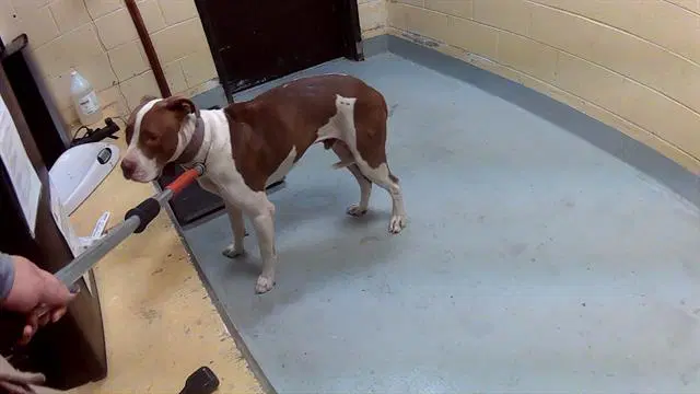 Hunter - Pit Bull Terrier