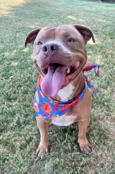 Bubba - Pit Bull Terrier