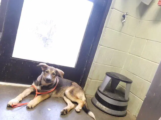 Custard - German Shepherd Dog
