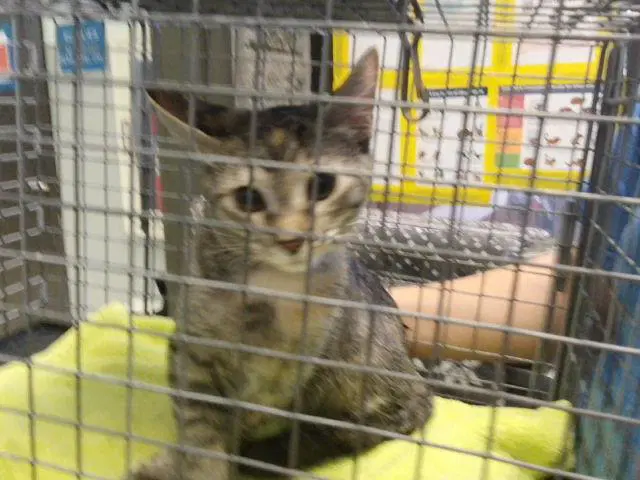 Tabitha - Domestic Short Hair