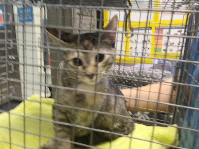 Tabitha
