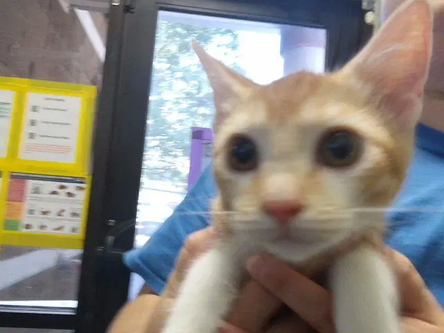 Bubble - Domestic Short Hair