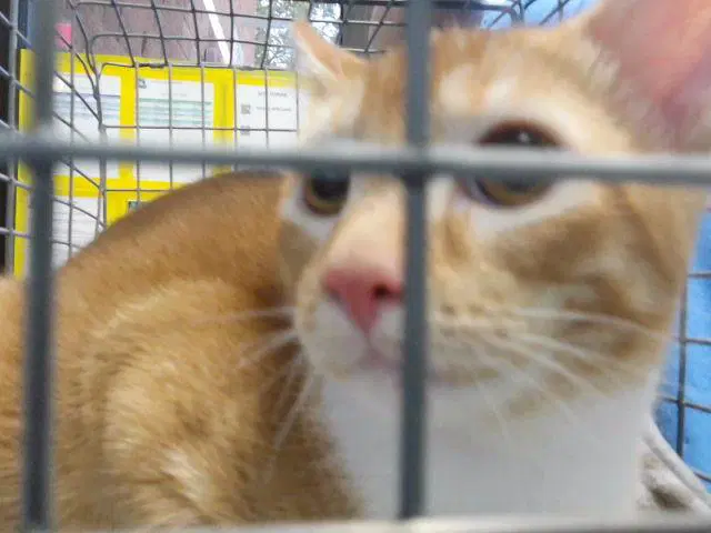 Guppy - Domestic Short Hair