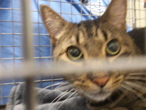 picture of the cat needing adoption