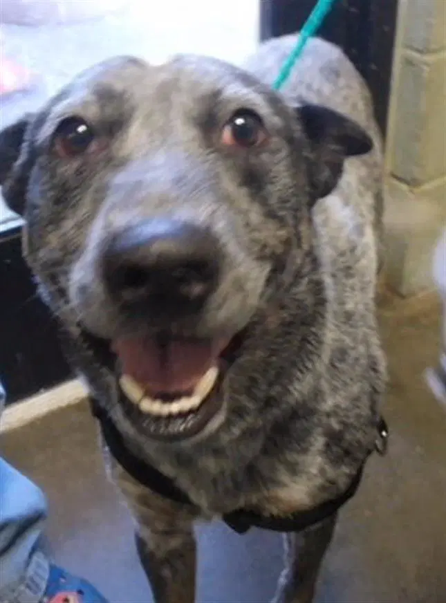 Oodysius - Australian Cattle Dog/Blue Heeler