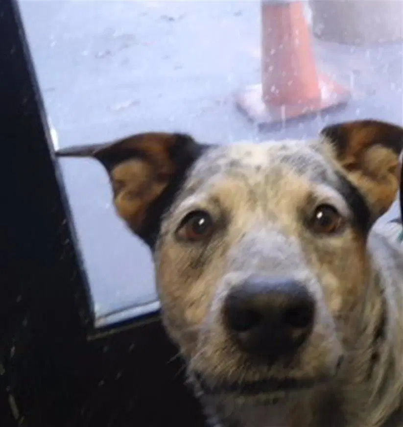 Yama - Australian Cattle Dog/Blue Heeler