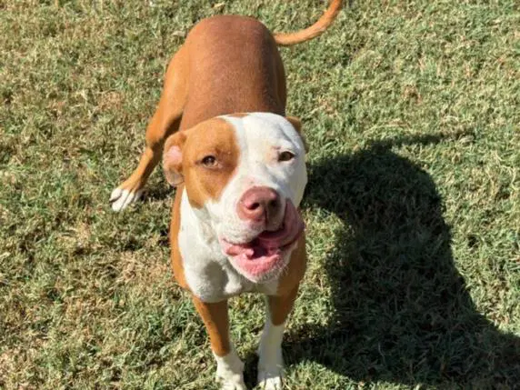 Tator Tot - Pit Bull Terrier