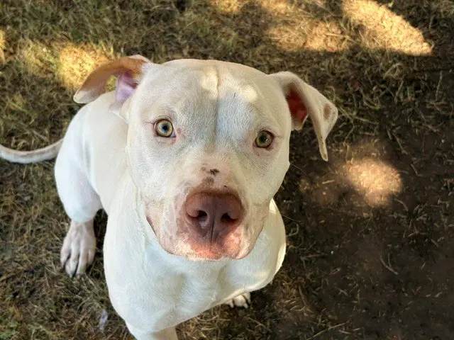 Gus The Bus - Pit Bull Terrier