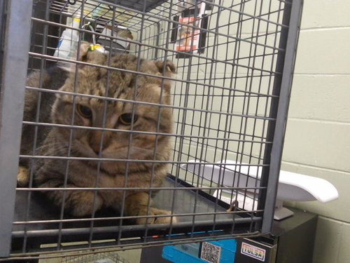 picture of the cat needing adoption