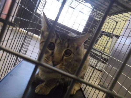 picture of the cat needing adoption
