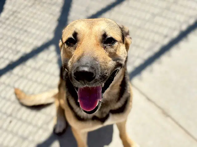 Raymond - German Shepherd Dog