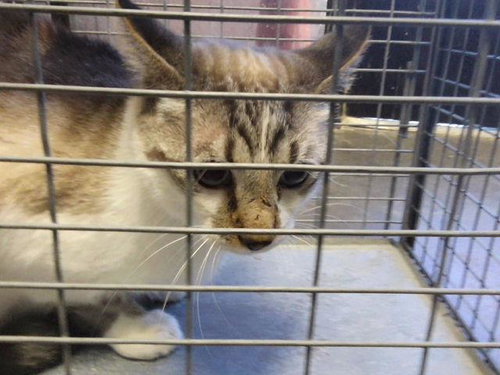 picture of the cat needing adoption