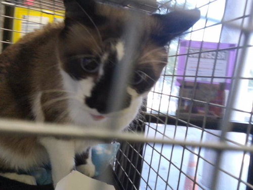 picture of the cat needing adoption