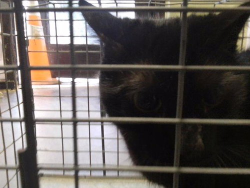 picture of the cat needing adoption