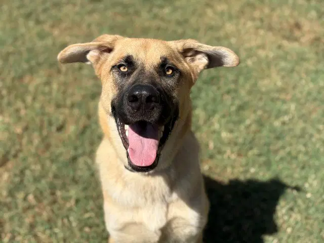 King Arthur - German Shepherd Dog