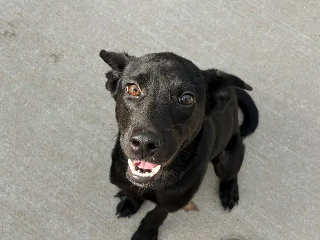 Blu - Labrador Retriever