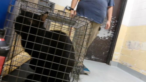 picture of the cat needing adoption
