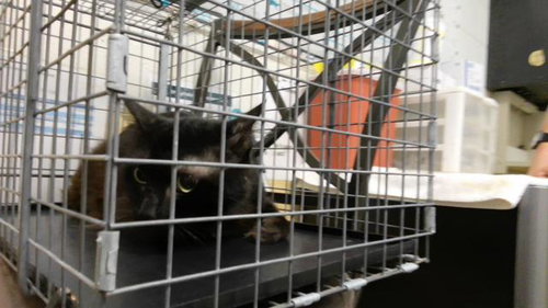picture of the cat needing adoption