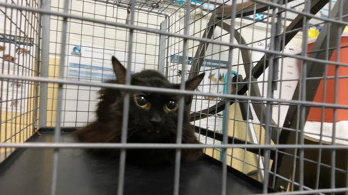 picture of the cat needing adoption