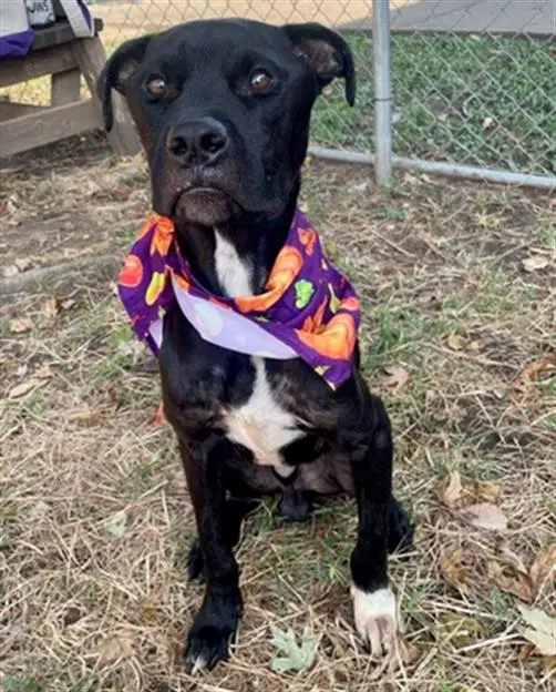 Bud - Boxer