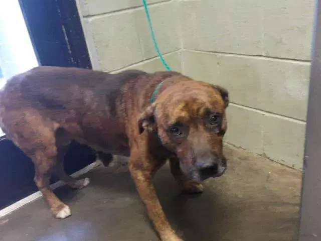 Logan - Plott Hound