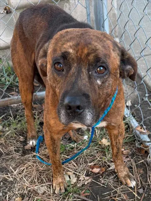Logan - Plott Hound