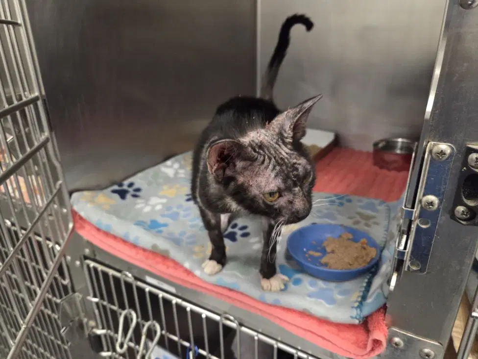 Sphinx - Domestic Short Hair