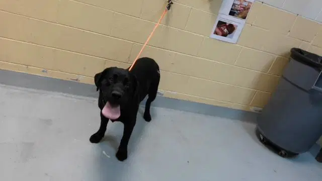 Chico - Labrador Retriever