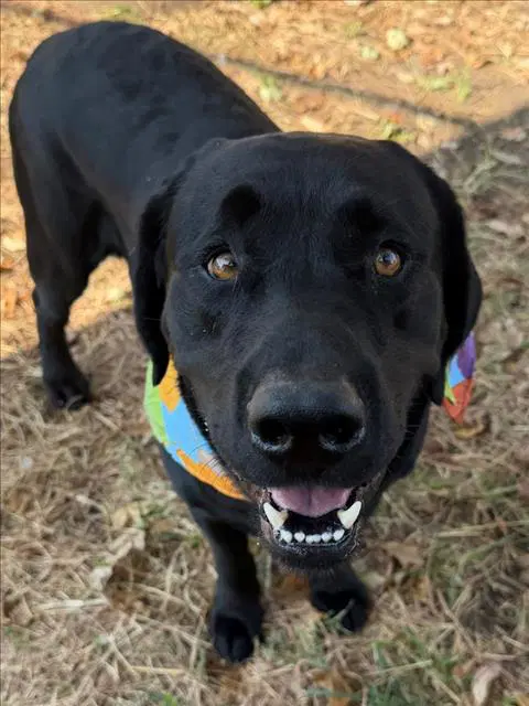 Chico - Labrador Retriever