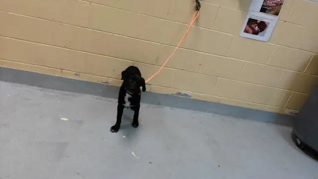 Sassy - Labrador Retriever
