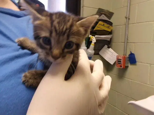 Ruth - Domestic Short Hair