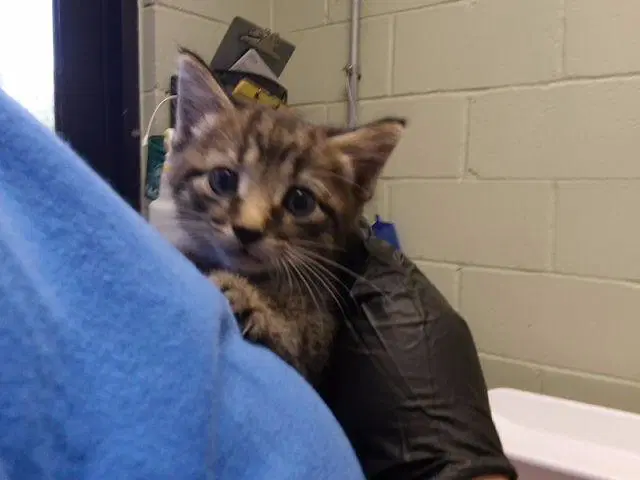 Gabriel - Domestic Short Hair