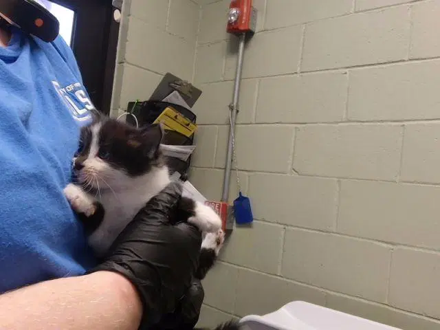 Raphael - Domestic Short Hair