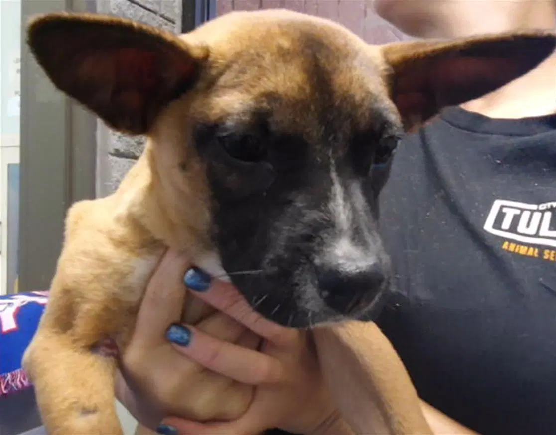 Millie - Patterdale Terrier (Fell Terrier)